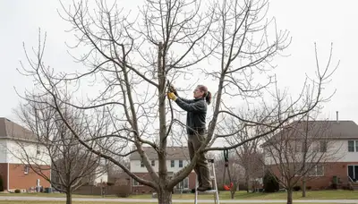 Arborist pruning fruit tree in Cincinnati, OH backyard orchard for healthy growth and safe tree care
