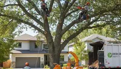 Arborist pruning oak tree branches in Cincinnati, OH for professional tree health and safety care
