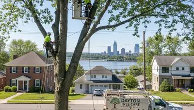 Professional tree removal service in Cincinnati OH by certified arborists