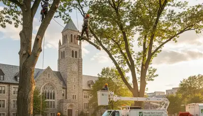Tree removal crew clearing large oak in Cincinnati OH yard for professional tree services