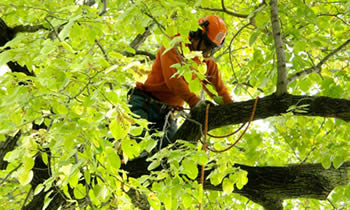 Tree Trimming in Cincinnati OH Tree Trimming Services in Cincinnati OH Tree Trimming Professionals in Cincinnati OH Tree Services in Cincinnati OH Tree Trimming Estimates in Cincinnati OH Tree Trimming Quotes in Cincinnati OH