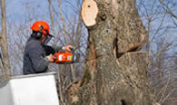 Tree Removal in Cincinnati OH
